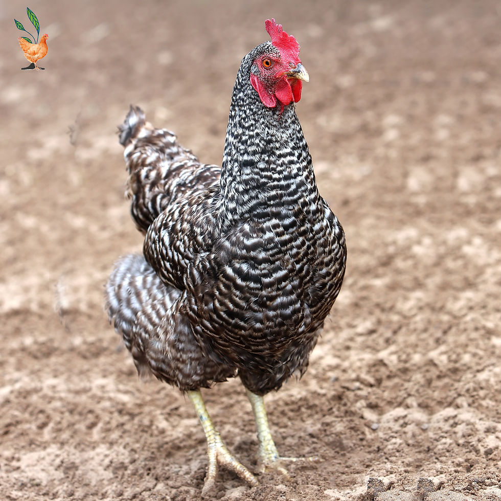 Prepping Your Flock for Spring