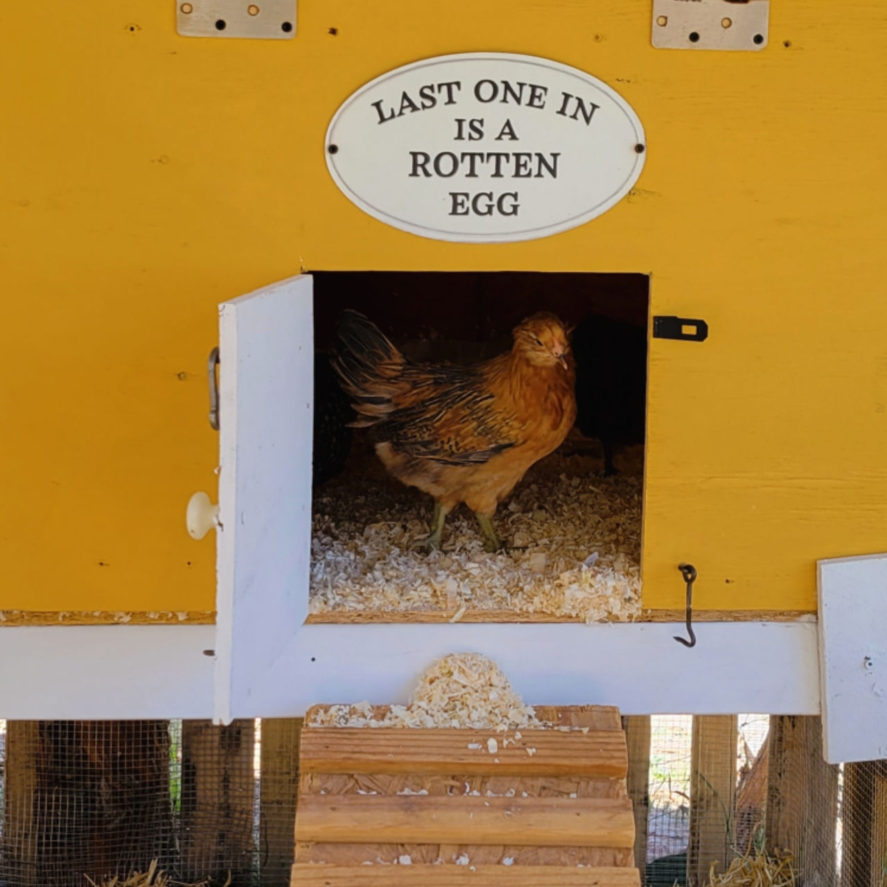 Easter Egger in Yellow Coop