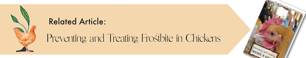 Preventing Frostbite in Chickens