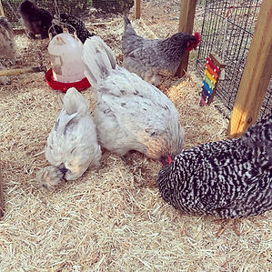 Backyard Chickens