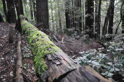 Redwood Forest.jpg