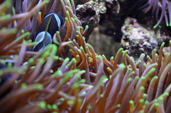California Academy of Sciences.jpg
