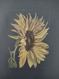 Sunflower at Night  8x10 charcoal_pastel $120.00  sold