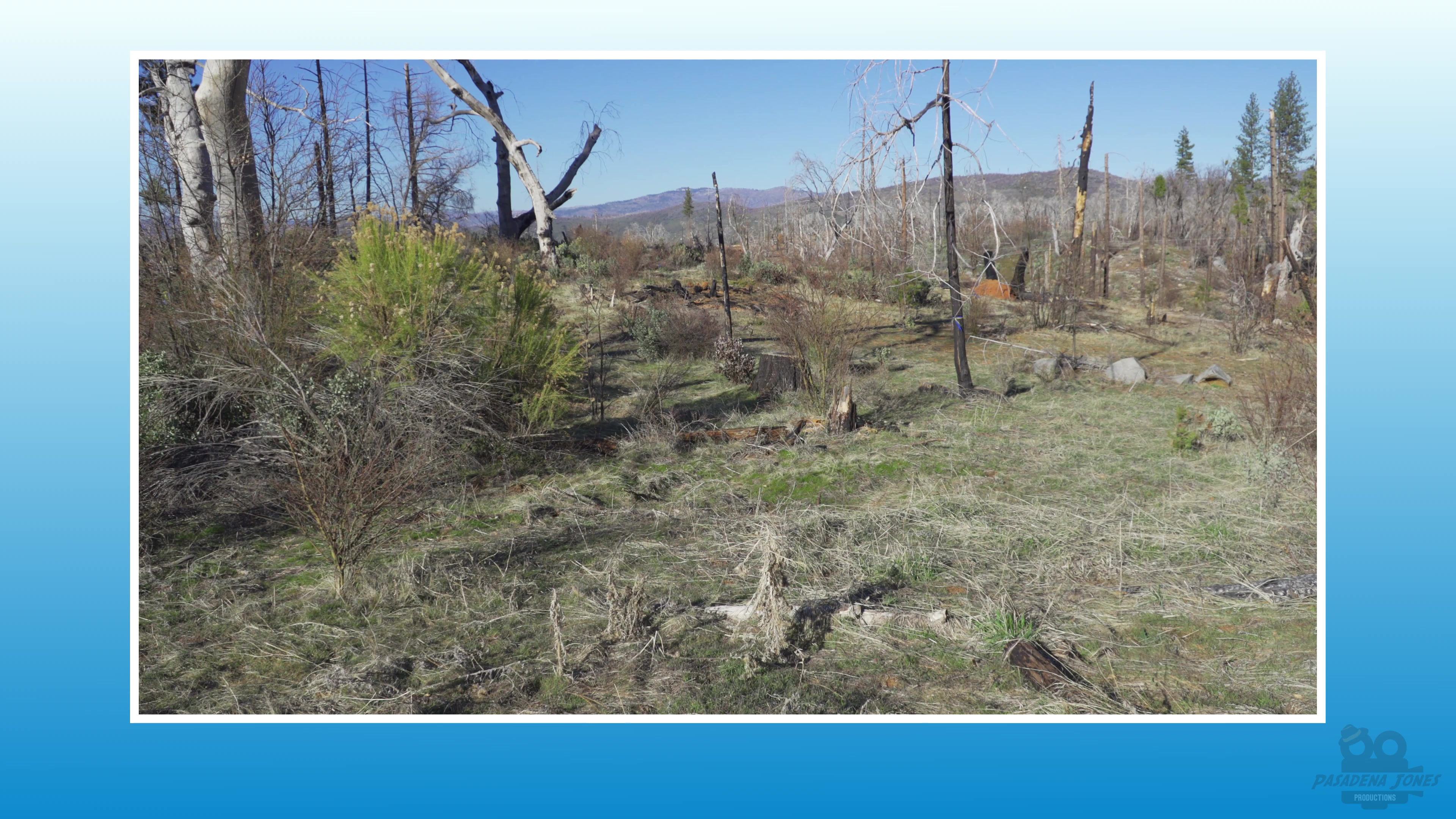 Yosemite - Burned Forest