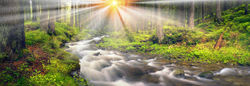 Woodland Stream
