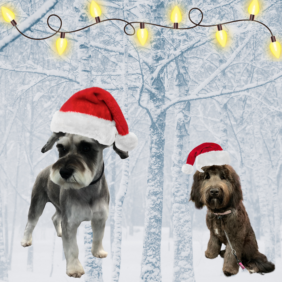 Dogs in a christmas mood in a pet grooming blog article