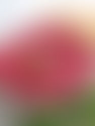 Beetroot Hummus Recipe