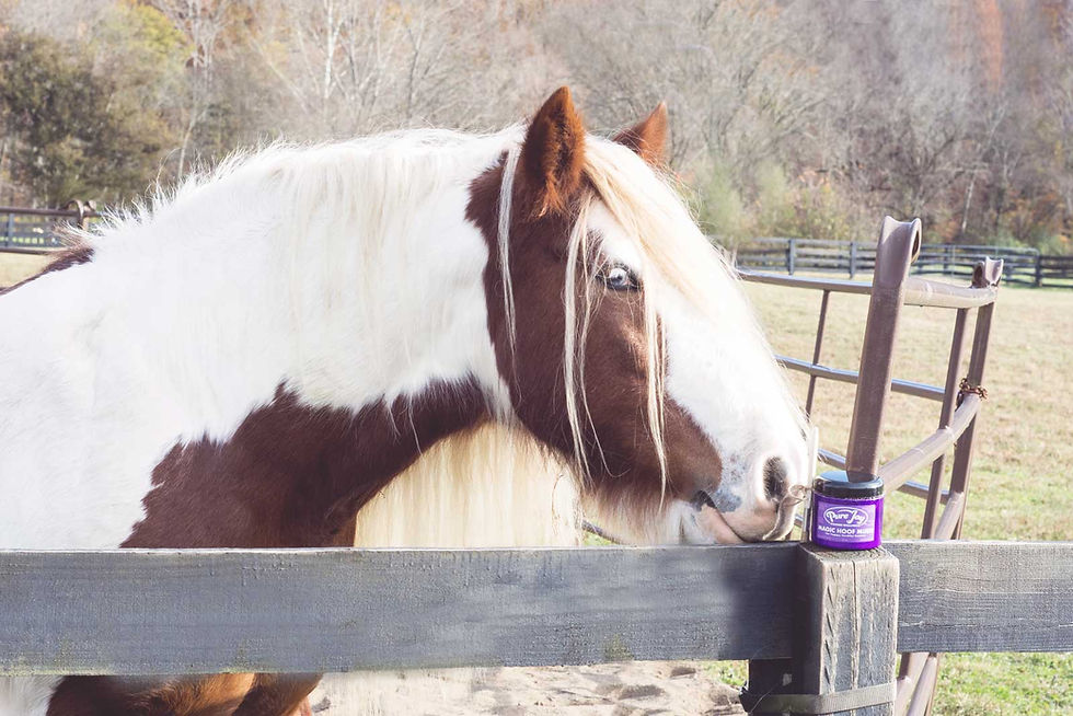 Thumbnail: Pure Joy Magic Hoof Mudd with Horse