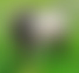 Why We go all out on the Haven Horses' diets