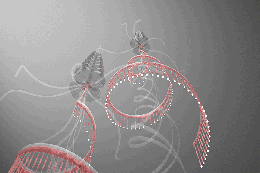 Siphonophoresmall.gif