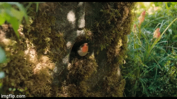 Gif inferior 3.gif