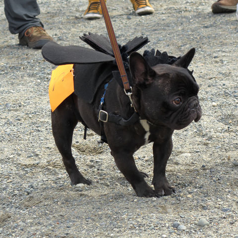 Halloween Howl 2021 022.jpg