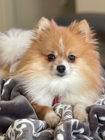 Gizmo .jpeg