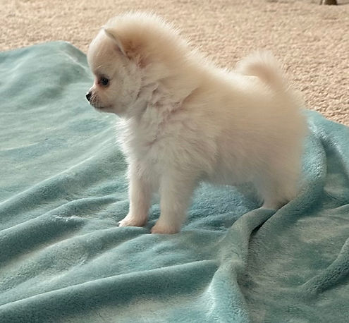 girl pom 2 - Copy.jpg