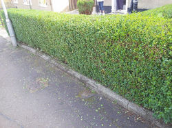 Hedge cutting