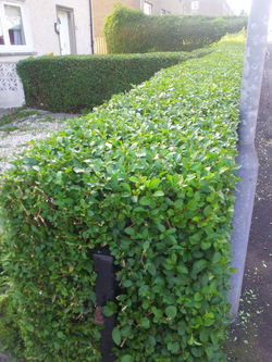 Hedge cutting