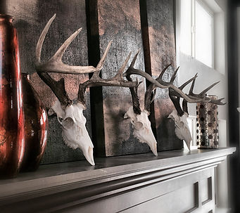 Deer European Head Mounts