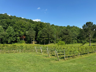 Bear Claw Vineyards View