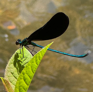Dragonfly at River