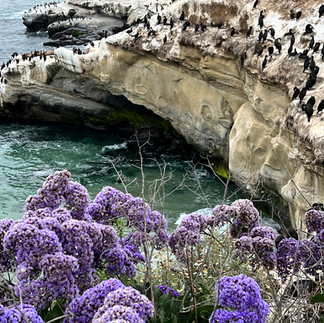 La Jolla Cove