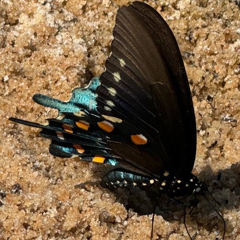 Black butterfly with aqua