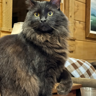 Lil Troubs Standing Cat with Paw Raised