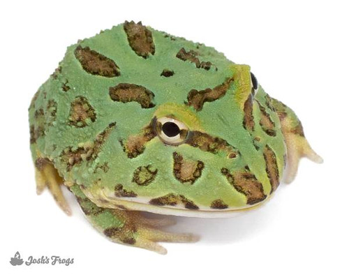 Horned Frog Care Pacman Frog Diet Cranwelli Jewel Horn Frog