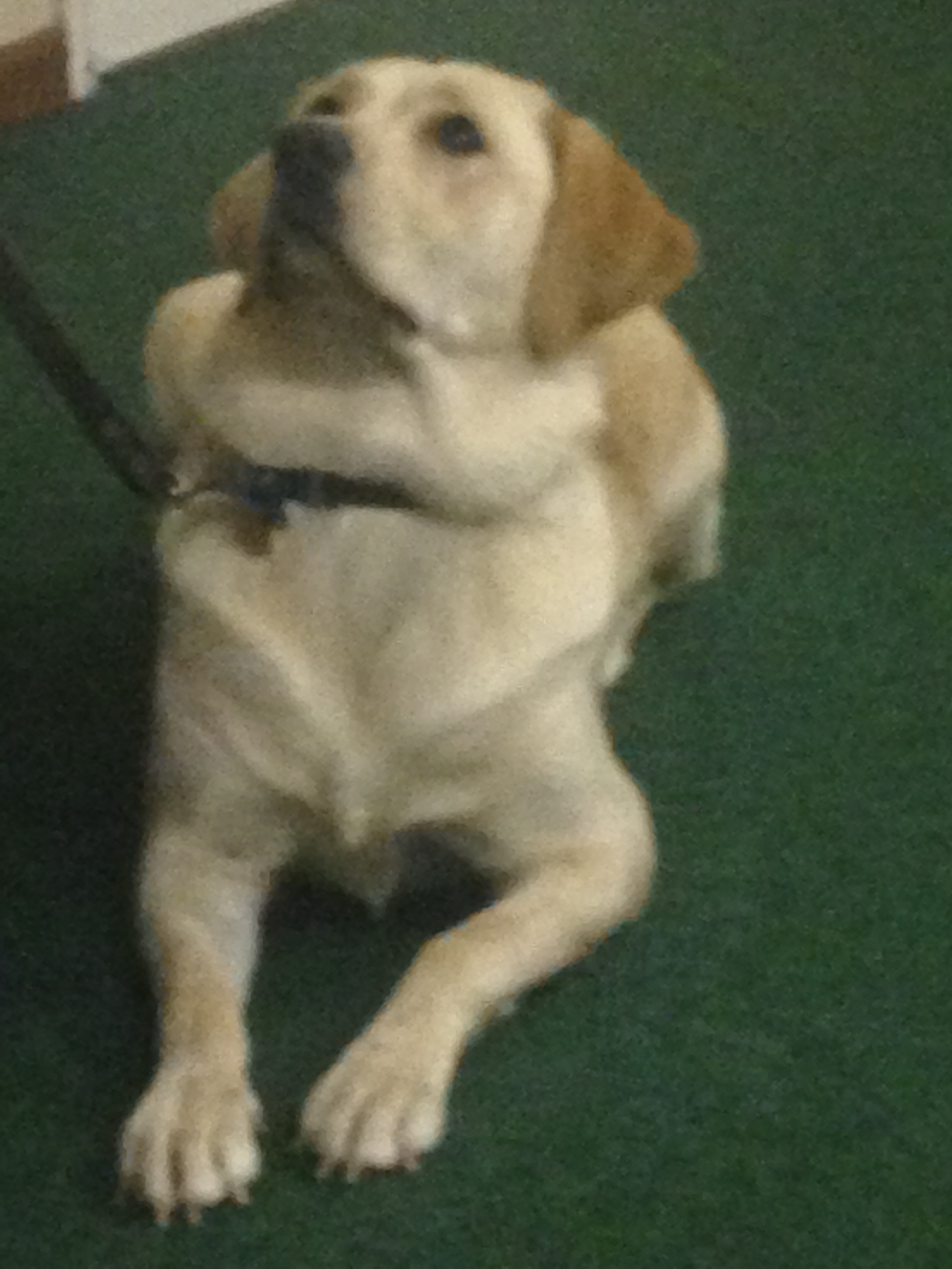 Cubs' Guide Dogs visit