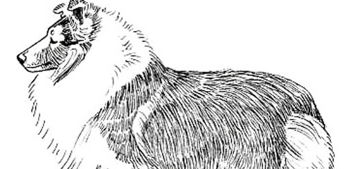 standard_body_profile_edited.jpg