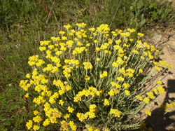 ESENCIAS TRIUNIDAD (R)