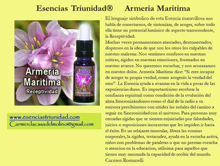 ficha armeria maritima.jpg