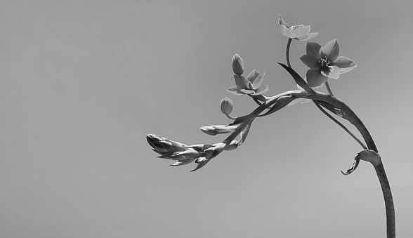 Une branche avec des fleurs