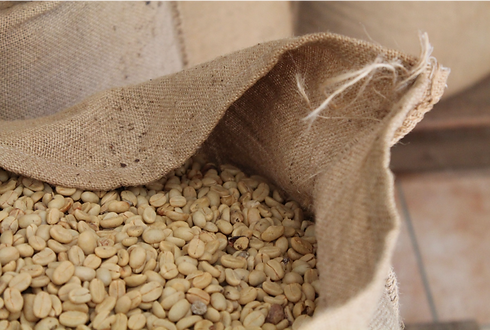 Robusta-9.png