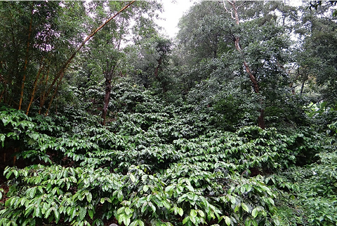 Robusta-7.png