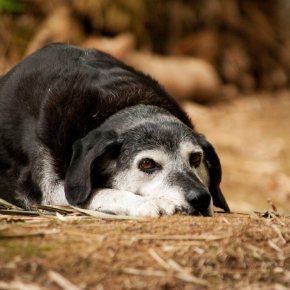 Catherine Corden-Parry recommends 5 things to look out for in older dogs