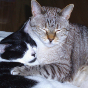 Get Northlands Veterinary Hospital's senior cat checklist