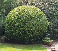 Hedge trimming and shaping