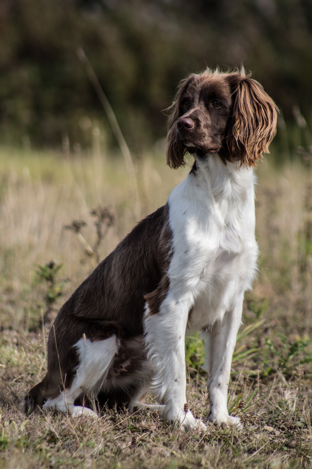 dog training classes north east