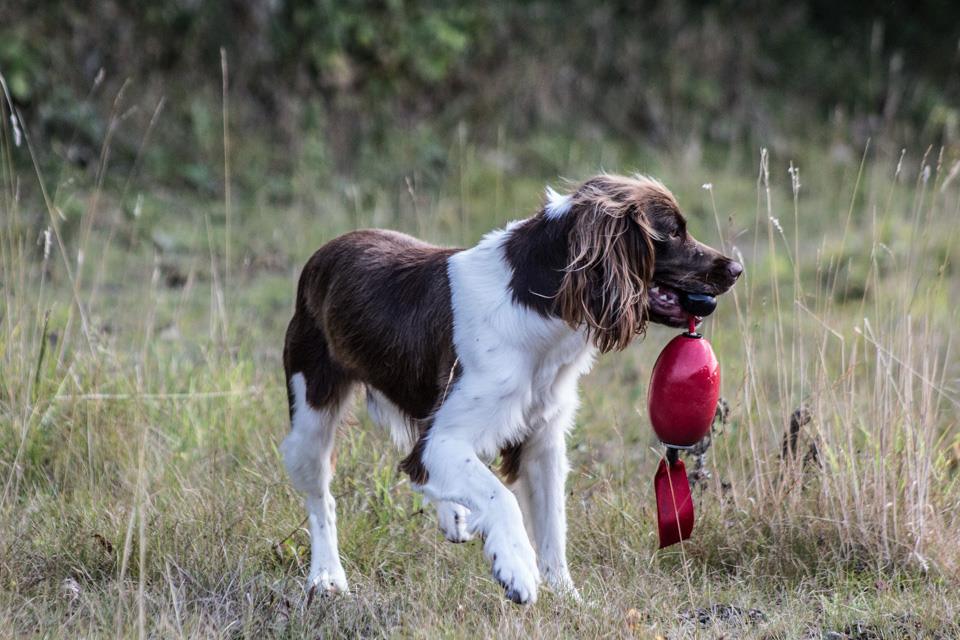 dog training classes north east