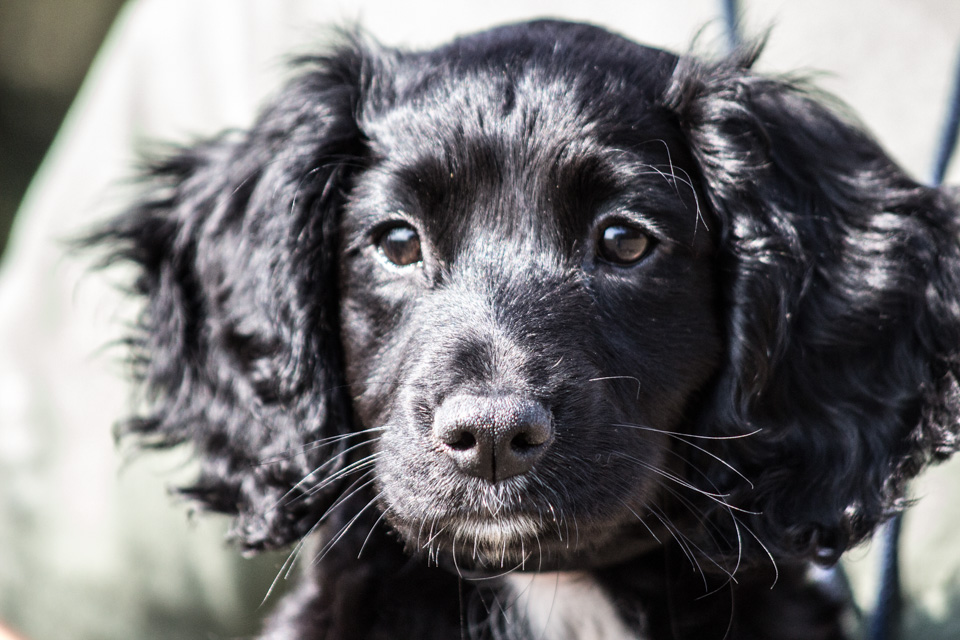 dog training classes north east