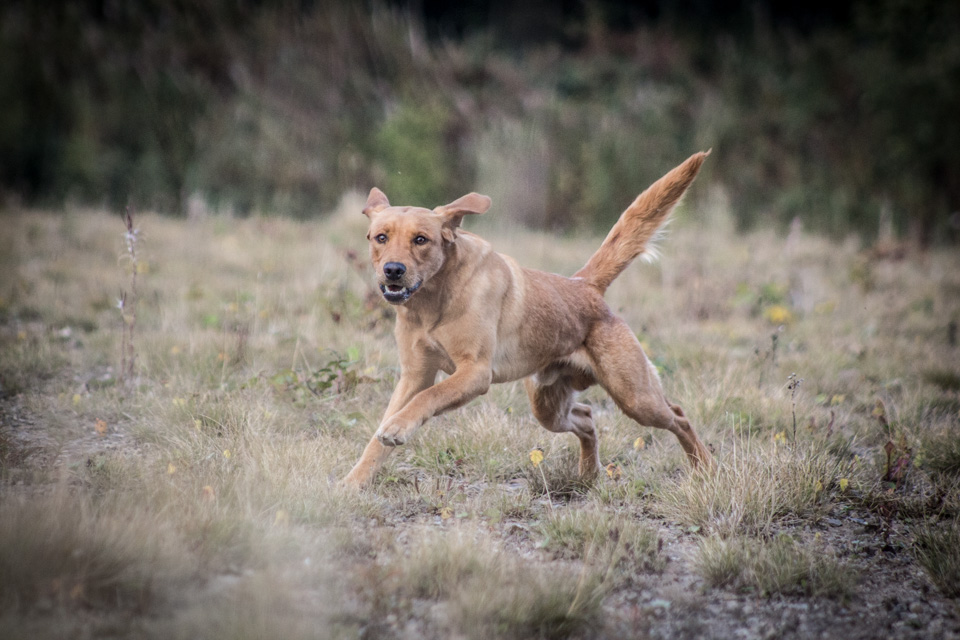 dog training classes north east