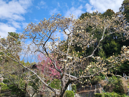 もくれん開花状況 2月28日