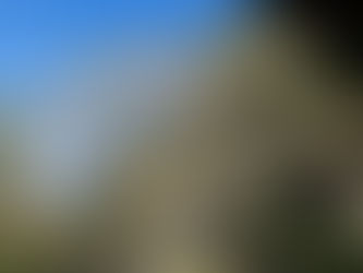 もくれん開花状況 一部咲き