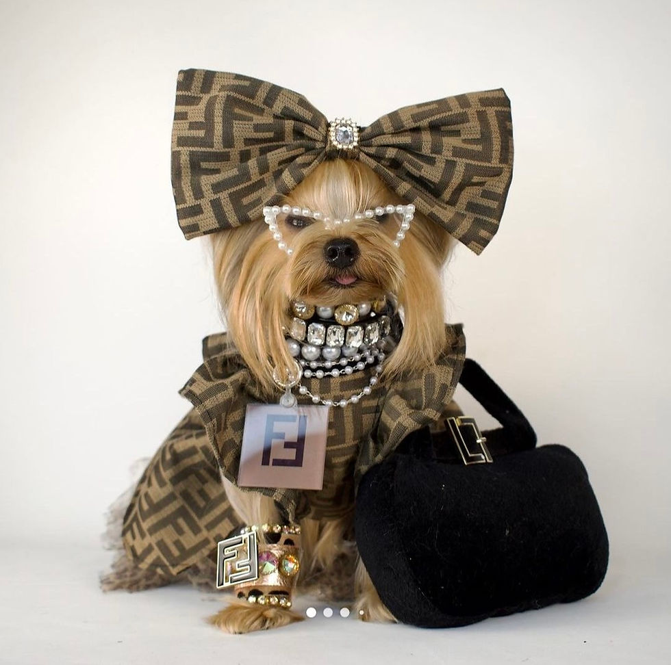 Barbie Pet Hotel İzmir’de bakım sonrası poz veren sevimli köpek – profesyonel köpek kuaförü hizmeti.