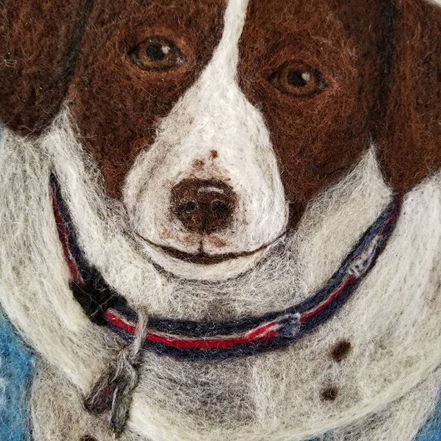 Close up of Buddy special collar