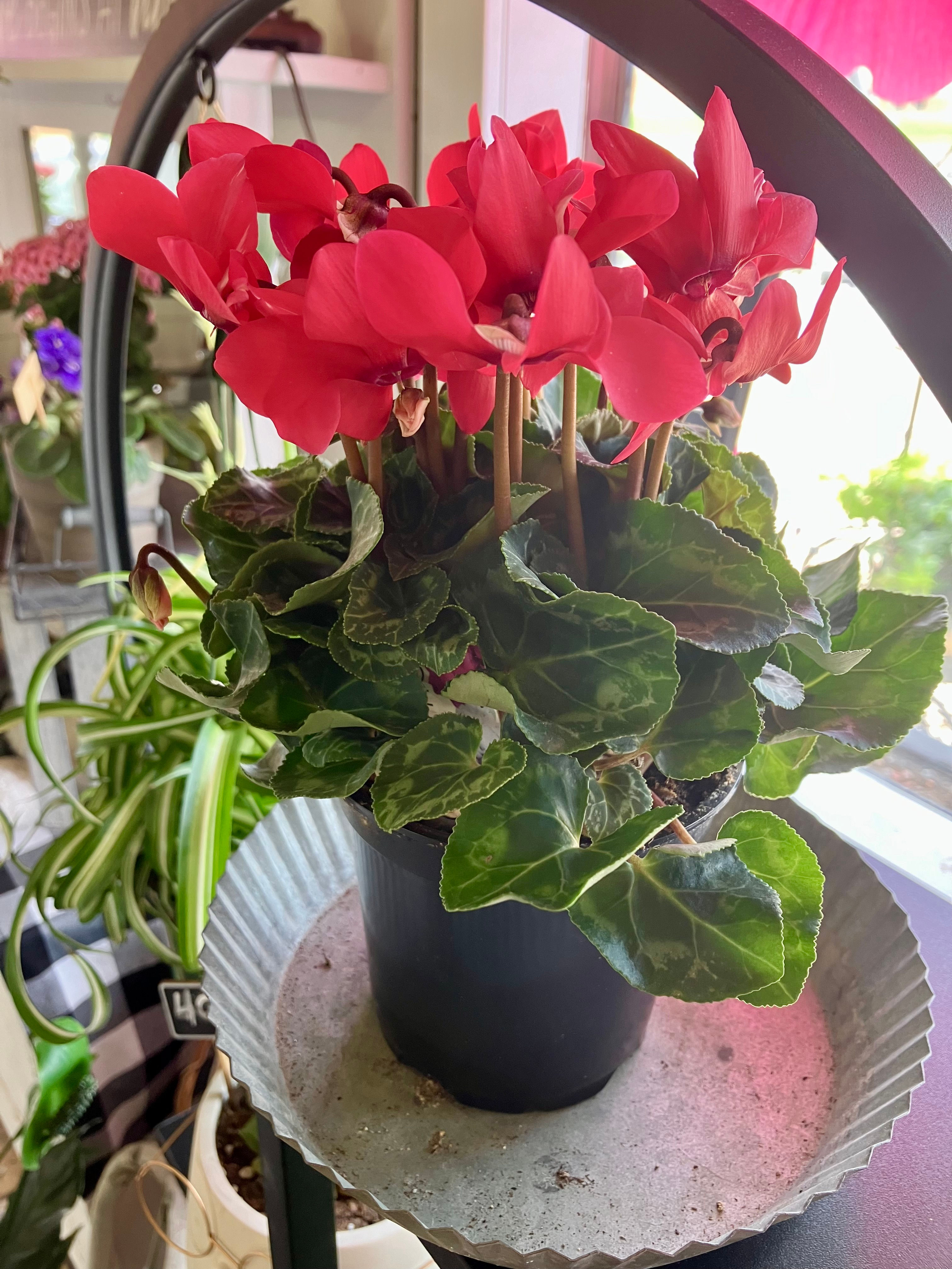 4" Asst. Blooming Cyclamen