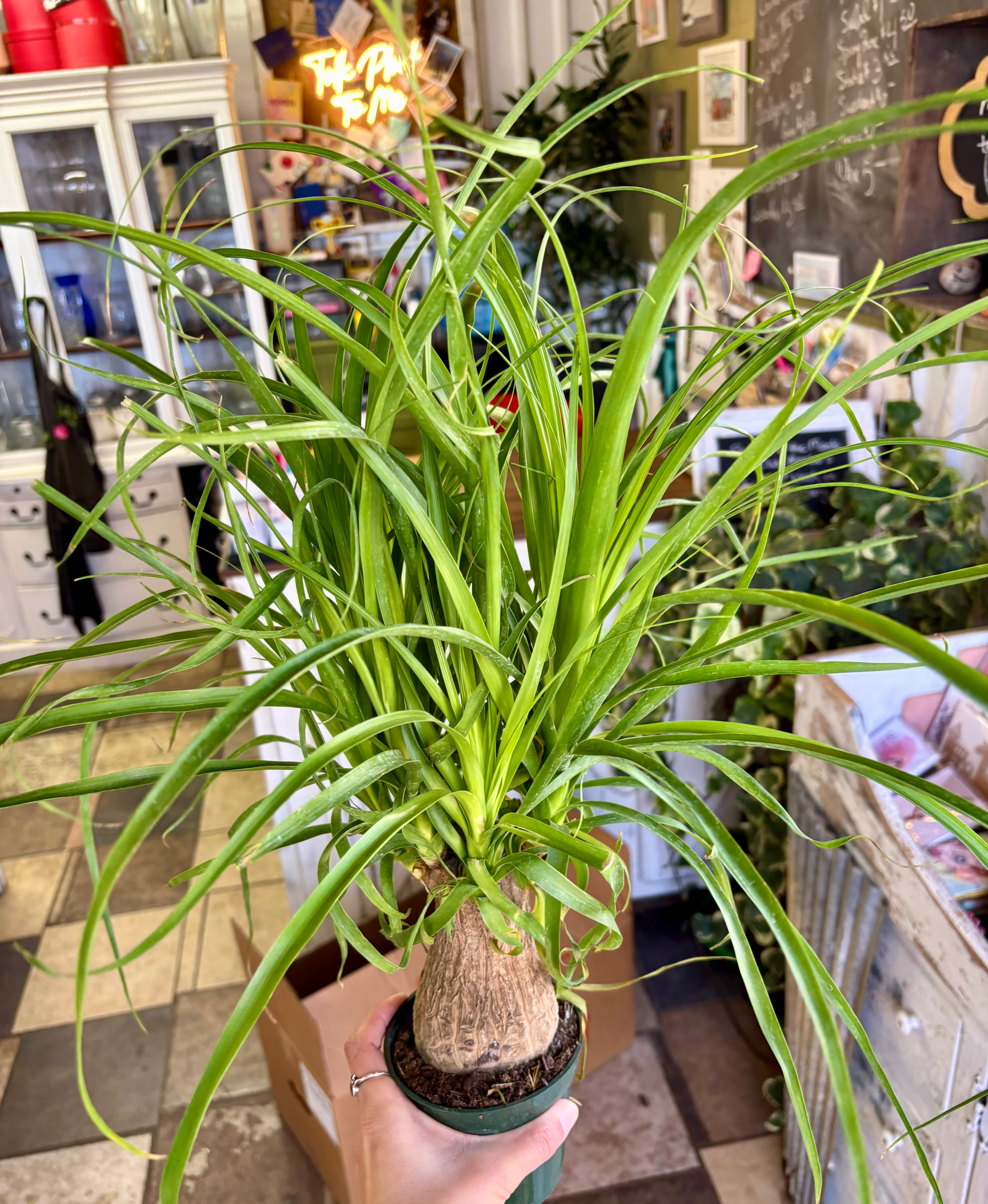 Ponytail Palm