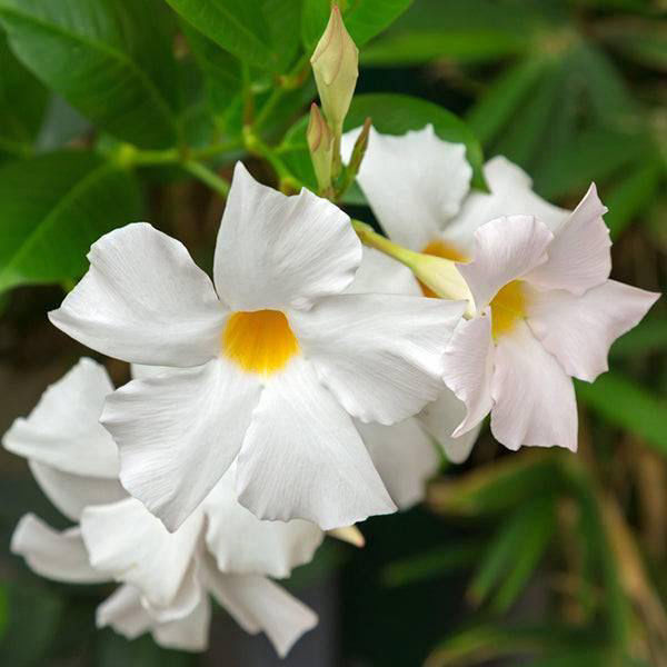 Thumbnail: 1gal White Mandevillea Teepee