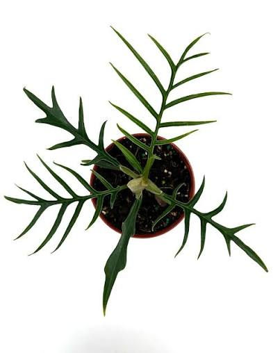 4” Philodendron Tortum