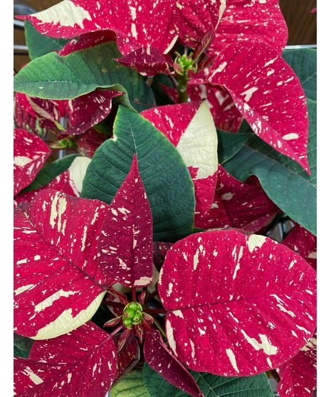 6” Jingle Bells Poinsettia